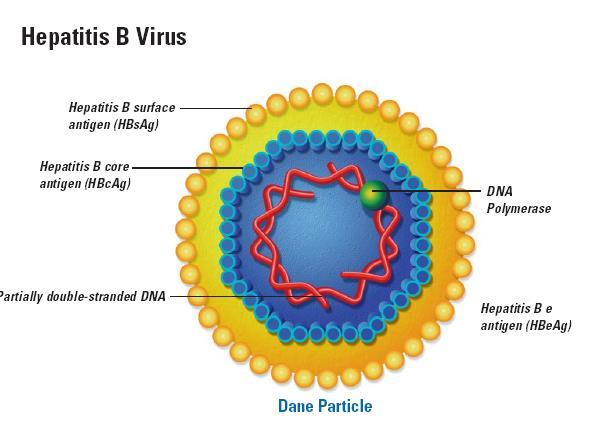 HBV - Hepadnaviridae- Orthohepadnavirus genus - Dupla szálú DNS genom - Burok - Nagyon ellenálló - Hepatitis