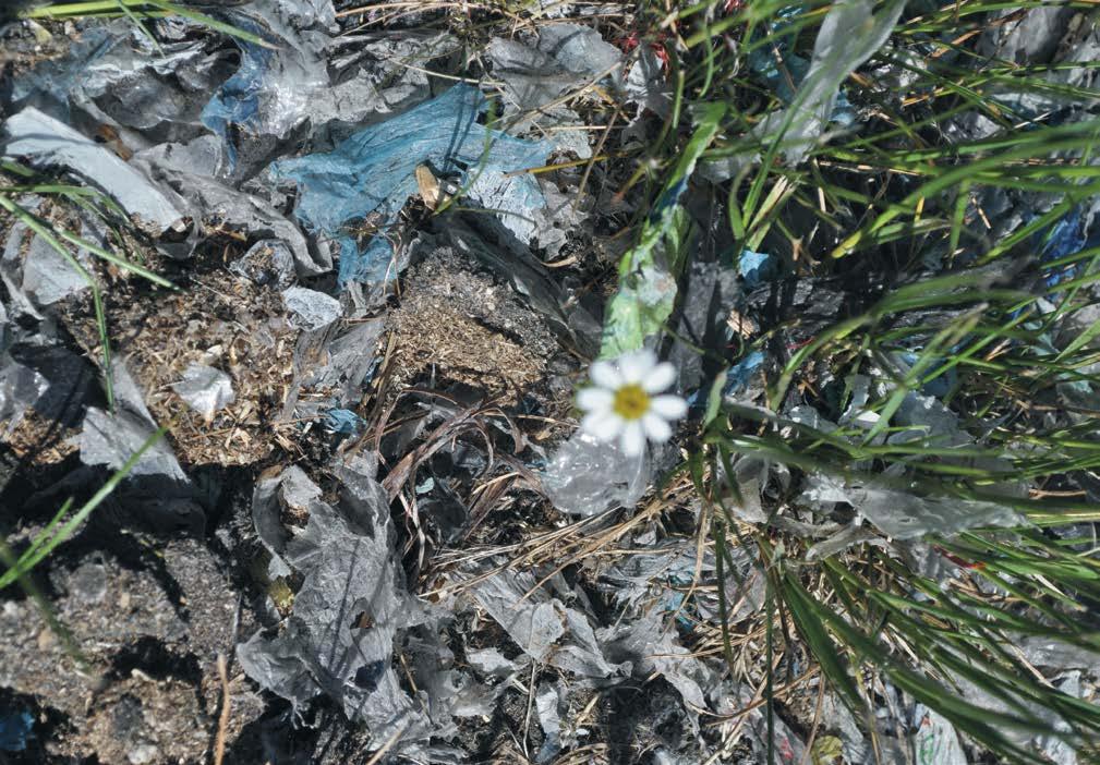 [24] Browne, M. A., Crump, P., Niven, S. J., Teuten, E., Tonkin, A., Galloway, T. S., Thompson, R. C. (2011): Accumulation of microplastic on shorelines woldwide: sources and sinks.