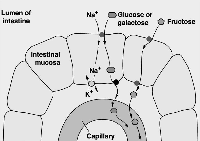 Monoszacharidok felszívódása Jejunum > ileum.