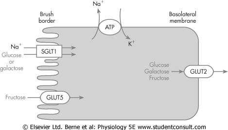 membrán SGLT=sodium (Na)-glucose transporter GLUT=glucose transporter Glükóz transzport A/ Na + -glükózkotranszport(luminálismembrán) GI-traktus vese B/ facilitált
