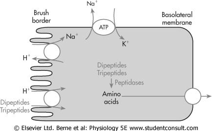 aminosav-transzporter van, többségük kotranszport Na-mal, néhány facilitált diffúzió Di- és tripeptidek transzportja H + -nel történik. Di-és trip. Aminos.
