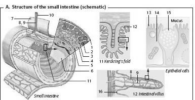 Duodénum, jejunum, ileum Kerckring redők Villi intestinales (bélbolyhok), közöttük Lieberkühn kripták (glandulae intestinales) nyáktermelő sejtek, differenciálatlan és mitotikus sejtek, endokrin