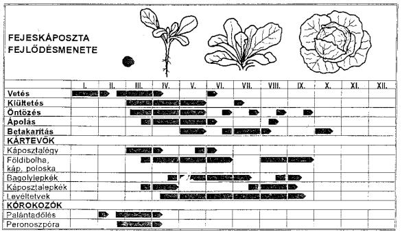 Fejes káposzta szabadföldi időzítése Fajtatípus