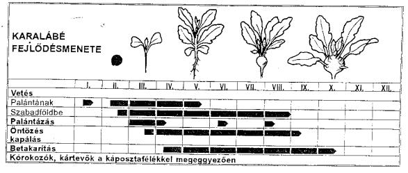 Vetés helye Fóliasátor t=10 C fűtésszinttel