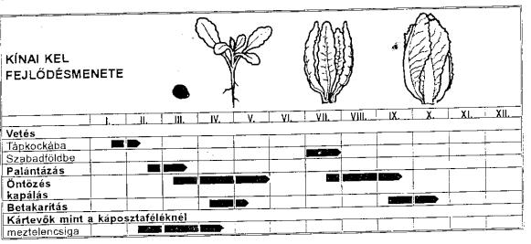 III. vége - IV. eleje IV. vége - V. vége VI.