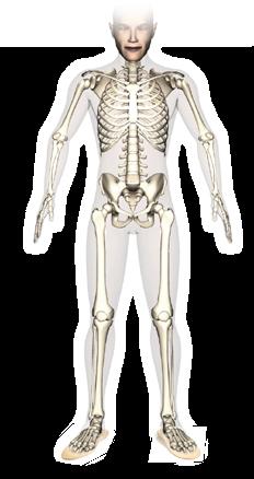 Testünk statikája Testünk statikája 14 15 elcsavarodott vállak elcsavarodott csípő és gerinc befelé forduló térd kifelé forduló boka Egyedi