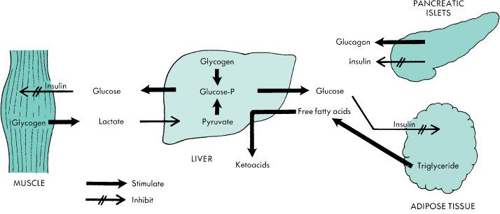 Adrenalin>noradrenalin Noradrenalin>adrenalin Glycogenolysis Gluconeogenesis (α 1 Gluconeogenesis (β 2 Glycogenolysis (α 1 Lipolysis (β 3 (β 2 Calorigenesis (β 1 Glucose felhasználás Inzulin