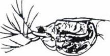 ) következnek, a növekedésük előrehaladtával pedig képesekké válnak a nagyobb termetű Daphnia fajok fogyasztására is (6. ábra) (TAMÁS ct al. 1982). már A. b. c. e. e. G. 6. ábra. Gyorsan szaporodó ágascsápú rákok (Cladocera): A.