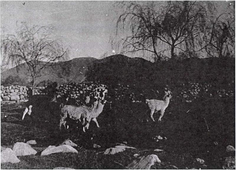 Tucumán Province. Flock of llama in Tafi del Vallc.