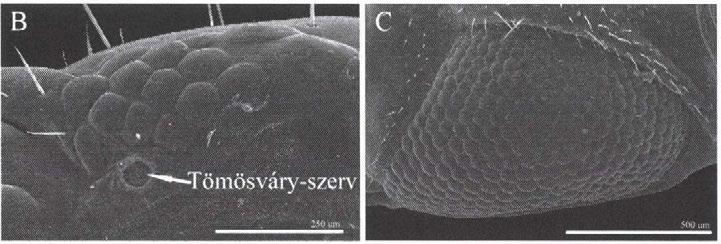 C: compound eye of Seutigeromorpha (Scutigera coleoptrata (Linnaeus, 1758)). D: ventral view of the head of Dicellophilus carniolensis (C.L. Koch, 1847).