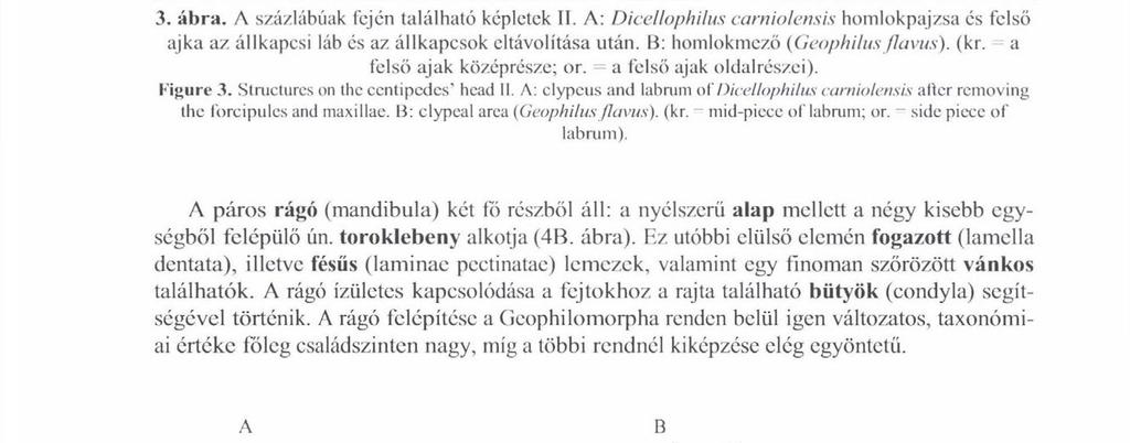 DÁNYI L. 3. ábra. Л százlábúak fején található képletek II. Л: Dicellophilus carniolensis homlokpajzsa és felső ajka az állkapcsi láb és az állkapcsok eltávolítása után.
