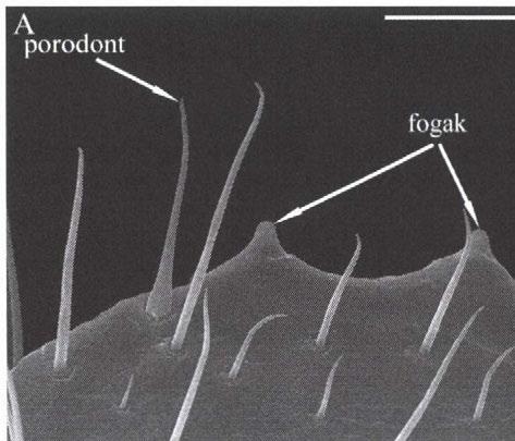 B: opening of the poison gland behind the tip of the tarsungulum (dorsal view, Dicellophilus carniolensis). A törzsszelvények dorzális oldalán hátlemezt (tergum) találunk (8. ábra).