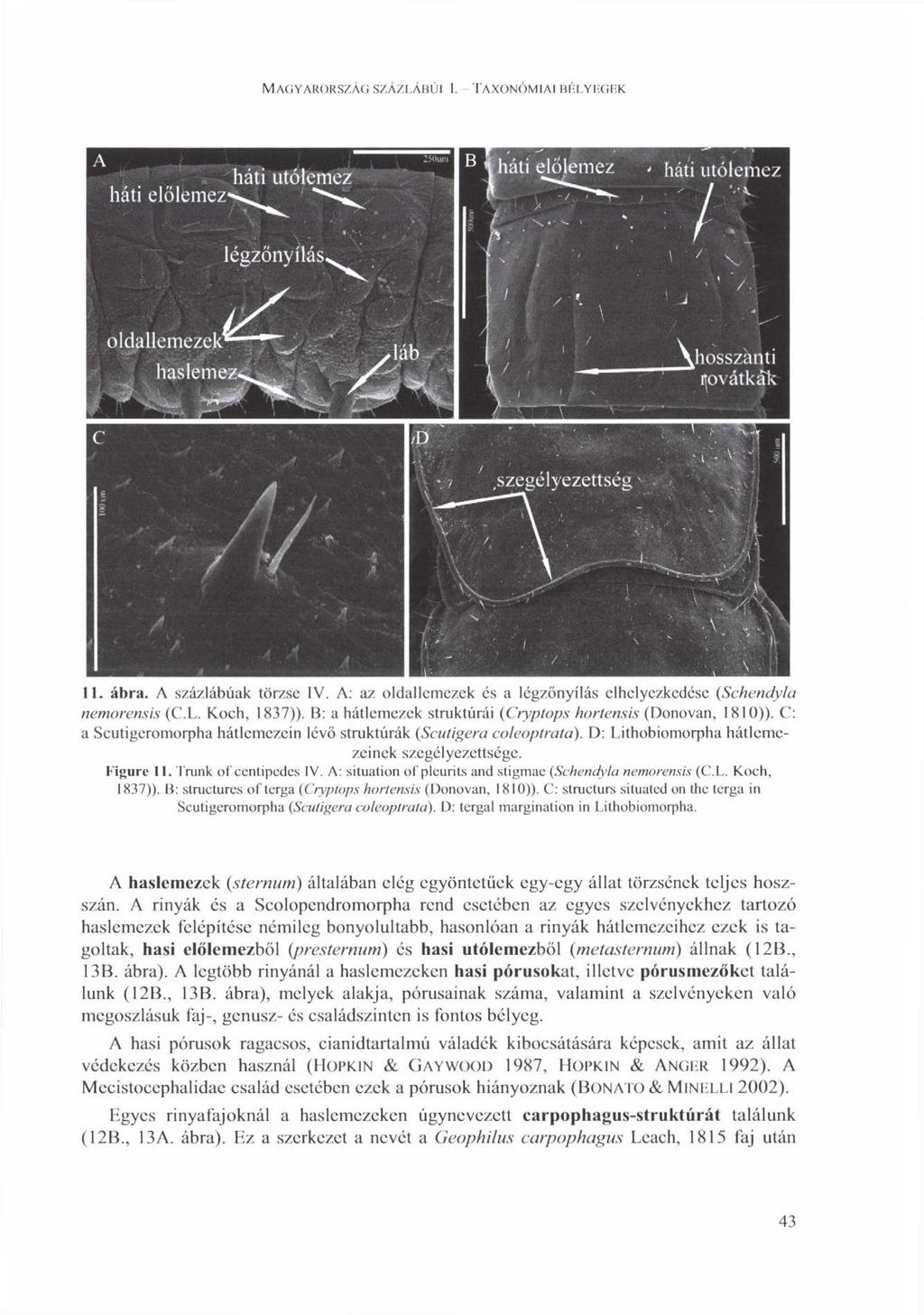 MAGYARORSZÁG SZÁZLÁBÚI i. TAXONÓMIAI BÉLYEGEK A háti utólemez háti elölemez-*^^ * légzönyílás,. V 2í(Him в j / háti elölt 'mez - háti utólem ez Ё i ' i r r - I : 1 ' * ' \. c oldallemezek^^^.
