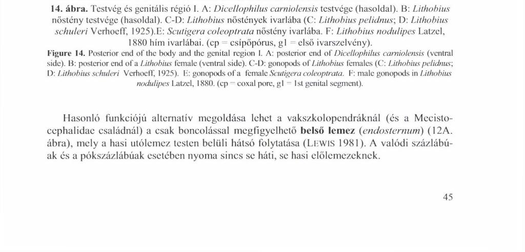 MAGYARORSZÁG SZÁZLÁBÚI i. TAXONÓMIAI BÉLYEGEK uszaiyianak, oijaksípőly szelvényének Л haslemeze \ \, / \' 1 ivarlábak ivarlábkarom ivarlábsarkantyúk médiái is tüskék F ivarlábak 14. ábra.