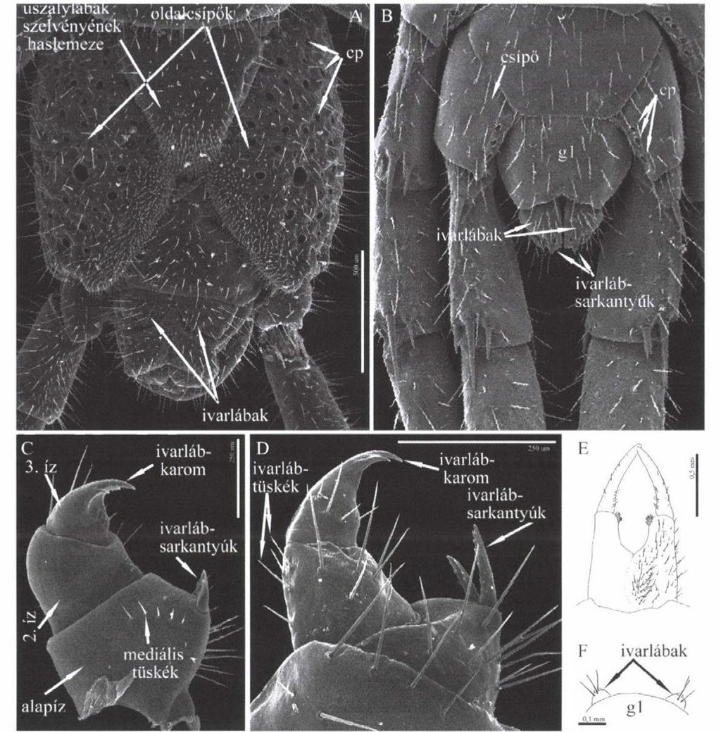 C-D: Lithobius nőstények ivarlába (C: Lithobius pelidnus\ D: Lithobius schuleri VerhoelY, 1925).E: Scutigera coleoptrata nőstény ivarlába.
