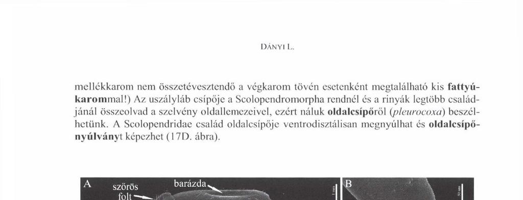 A Seolopcndridac család oldalcsípőjc ventrodisztálisan megnyúlhat és oldalcsípőnyúlványt képezhet (17D. ábra). A szőrös barázda > с n л«яяяр5?