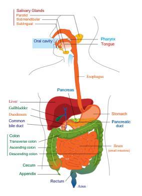 Egyéni étrend kialakításának szempontjai Tünetek (diarrhea, constipation, fájdalom, etc.