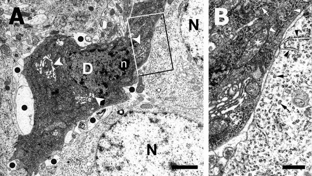 F. Gallyas et al. / Biology of the Cell 96 (2004) 313 324 315 Fig. 2.