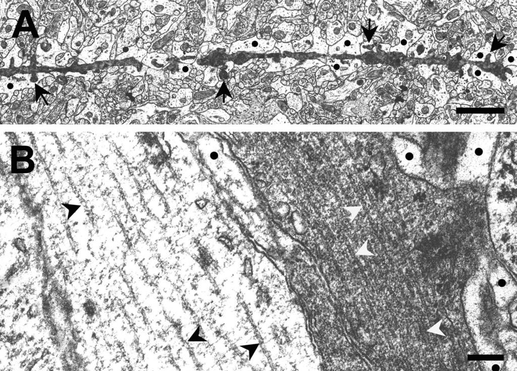 320 F. Gallyas et al. / Biology of the Cell 96 (2004) 313 324 Fig. 7.