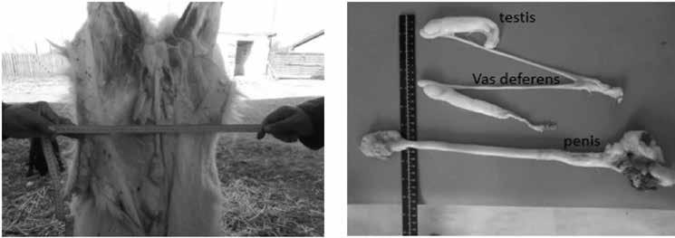 amelogenin gene. Male meat, hair and fecal samples (1,2,3.) presented 250 bp and 310 bp bands while female samples (4,5,6.) had only 310 bp bands.