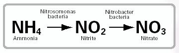 növekedésüket a talajban Ammónia Nitrit Nitrát
