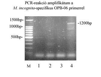 1. ábra: A Meloidigyne incognita PCR termékei OPB-06 primer alkalmazása esetén Eredmények A M.