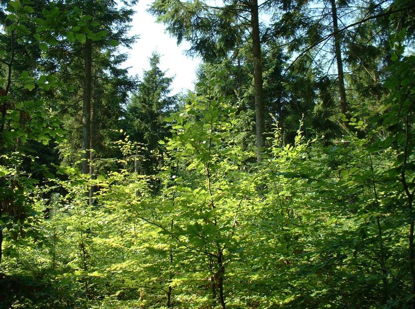 Németország is az élen jár mind az állami, mind a magánszektorban. Hessen tartományban például egy 1200 ha-os szálalóerdő (8.4.