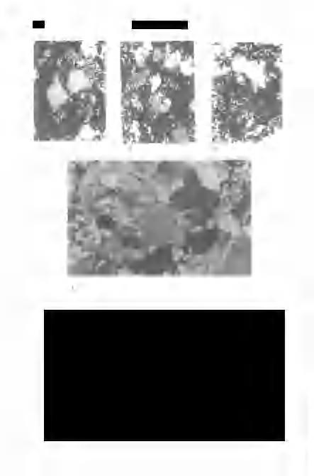 190 Földtani Közlöny 232/2 I. tábla - Plate I 1.
