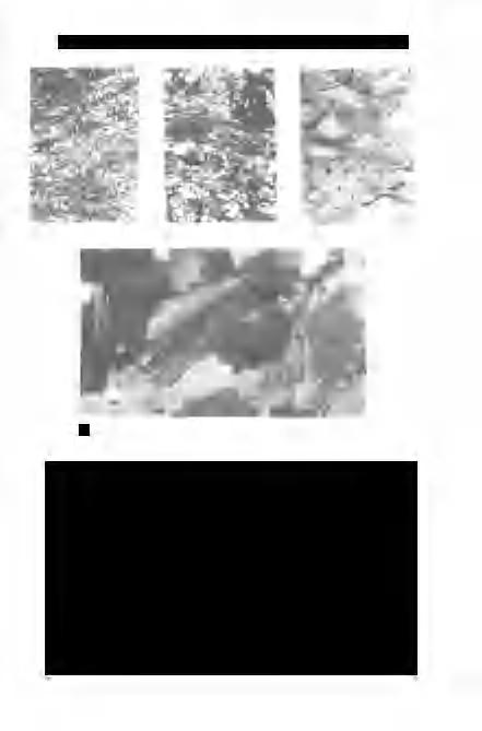 SZABÓ I., VINCZE ].: A Bükk hegységi törmelékes perm képződmények földtana és ércindikációi 201 4. II. tábla - Plate II 1.