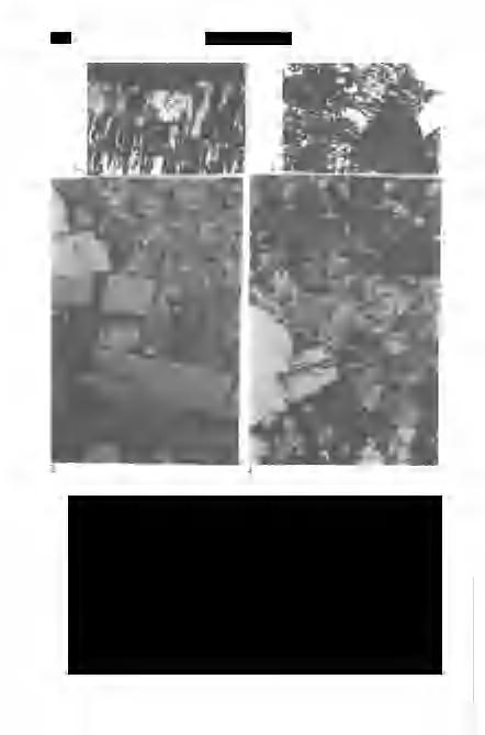202 Földtani Közlöny 332/2 III. tábla - Plate III 1.