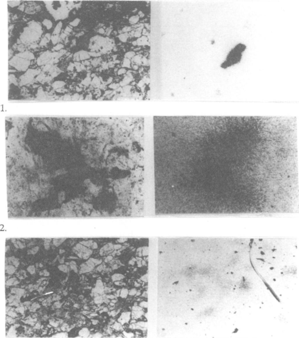 (N=60x) - Photomicrographs of thin sections in transmitted light of ore mineralization and their microradiographs on alpha-nuclear emulsion (M=60x) 1.