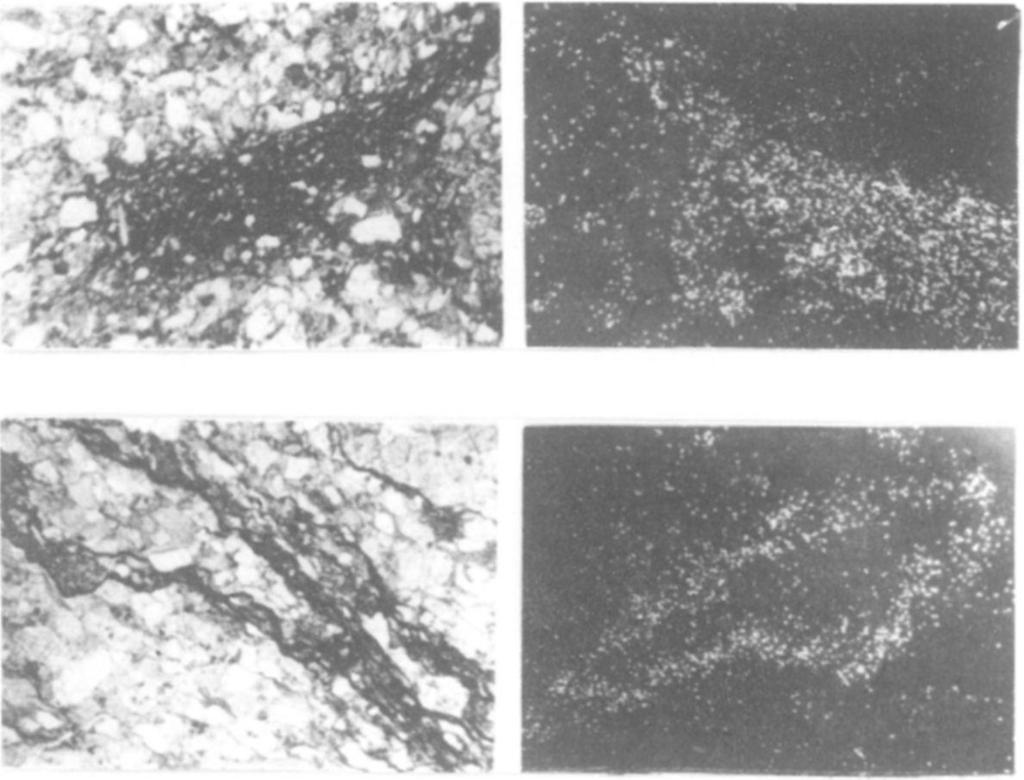 (N=63x) Clay-mineral - hydromica "nest" (originally might be aleurite detritus) mixed with kasolite. The hydromica cement of the sandstone also U-bearing.