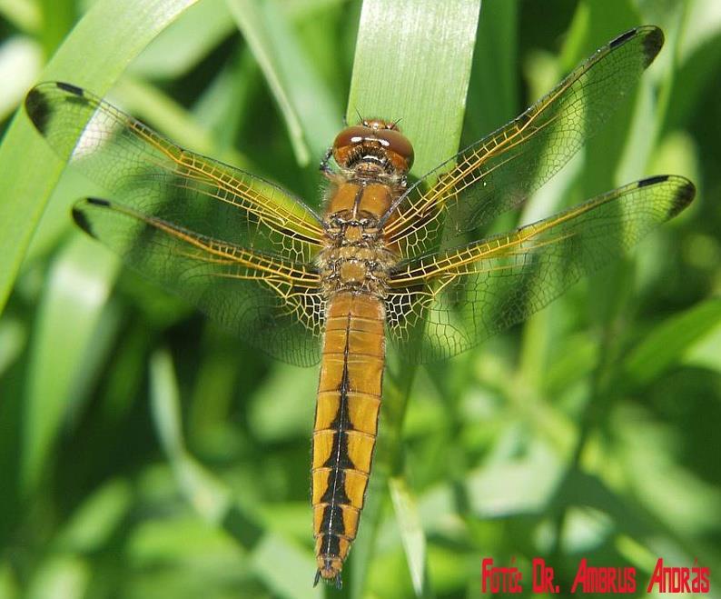 Oecetis ochracea gyakori Orthetrum albistylum gyakori RL=LC Orthetrum cancellatum gyakori RL=LC Peltodytes caesus gyakori Planorbarius corneus gyakori RL=LC Planorbis carinatus ritka Plea minutissima