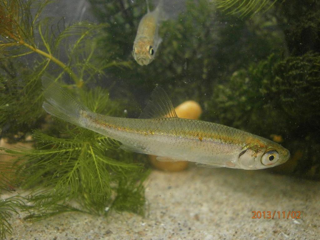 com/foto/rhodeus_sericeus_1981.