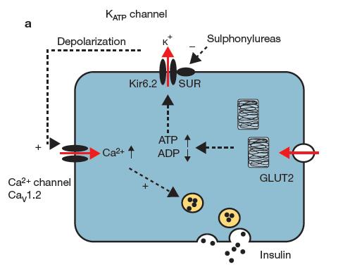 K ATP csatorna szerepe az endocitózisban és exocitózisban Excitation- szekréció kapcsolat a hasnyálmirigy β-sejtjeiben. A Glut2 által felvett glükóz, metabolizálódik.