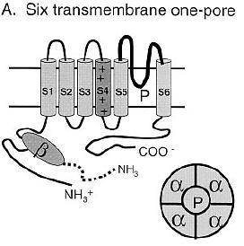 A K+ csatornák szerkezeti osztályozása Hat TM domén 1-Pórusú csatornák A feszültség függő K+ csatornák (Kv) közzé tartoznak többek között a Shaker típusú csatornák a human ether-a-go-go génről