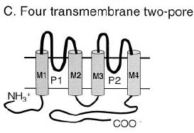A K+ csatornák szerkezeti osztályozása 4 TM domén 2-Pórusú csatornák A tandem-pórusú csatorna család egy gyenge befelé egyenirányító K+ áramért felelős, négy feltételezett transzmembrán domént és két