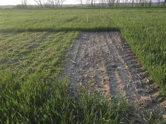 Őszi Bizon kezelés hatása nagy széltippannal erősen fer tő zött területen a következő évben Szolnok, 16. Engedélyezett dózis 1,0 l/ha. Évente 1 alkalommal használható egy adott területen.