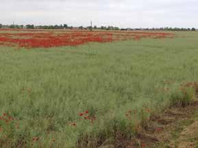 Runway Valódi talaj- és levélen keresztüli hatás a repce őszi gyomirtásában Bármilyen repcében használható Széles hatásspektrum a repcében előforduló leggyakoribb kétszikű gyomnövények ellen