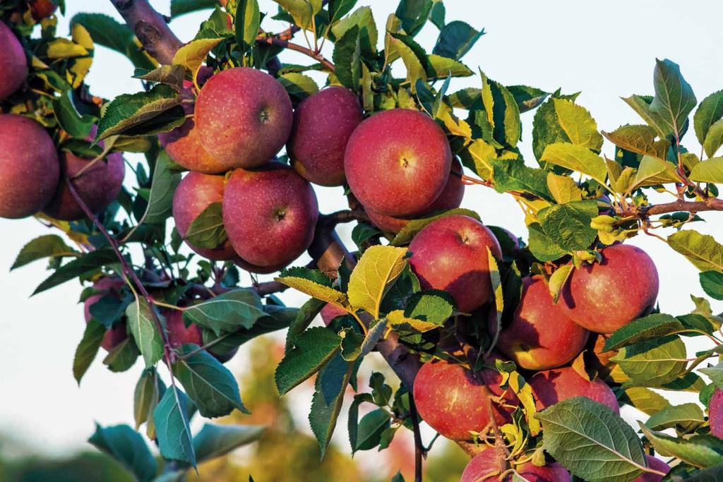 TECHNOLÓGIA A Dow AgroSciences alma-növényvédelmi technológiája 17 SYSTHANE EW Almafavarasodás és lisztharmat elleni felszívódó készítmény kiemelkedően jó növényen belüli mozgással Hosszú preventív