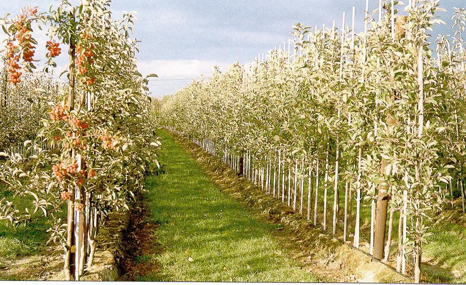 Gyümölcsök metszése és koronaformái - PDF Ingyenes letöltés