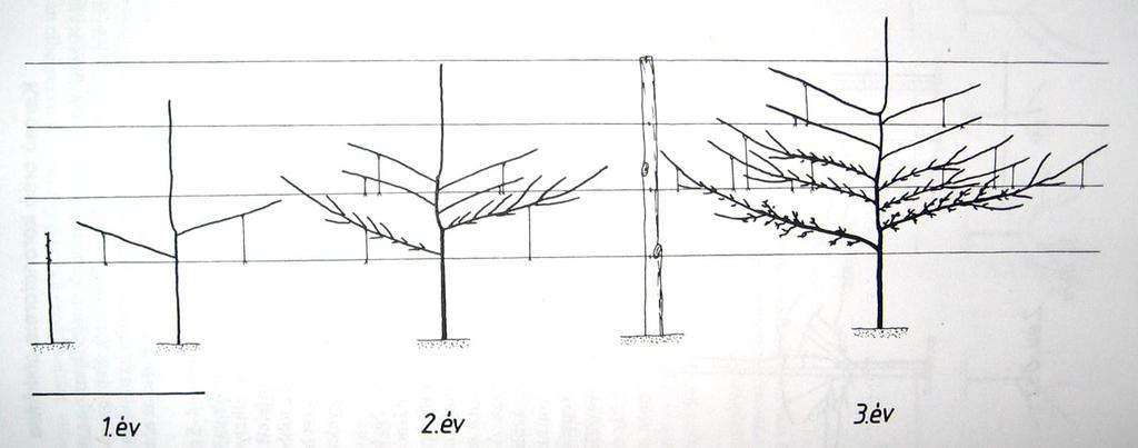 Hungária sövény kialakítása Tm+4-5rügy Két vázág nevelése Fajnak megfelelő szögű lekötés Következő vázág emelet