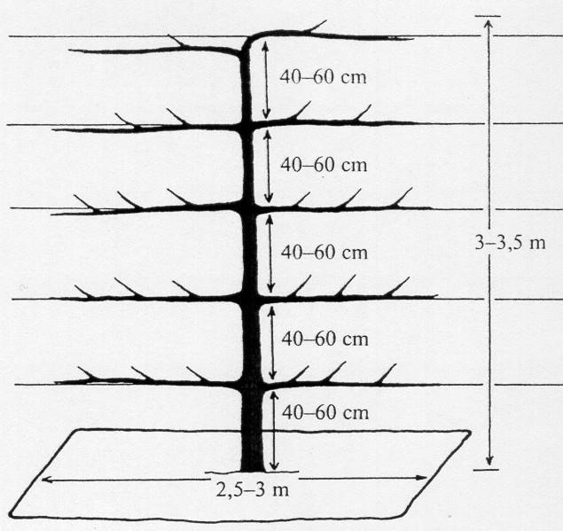 Haag sövény alma M4 (MM106) törzs 40-60 cm magasság 2,5-3,5 m 5