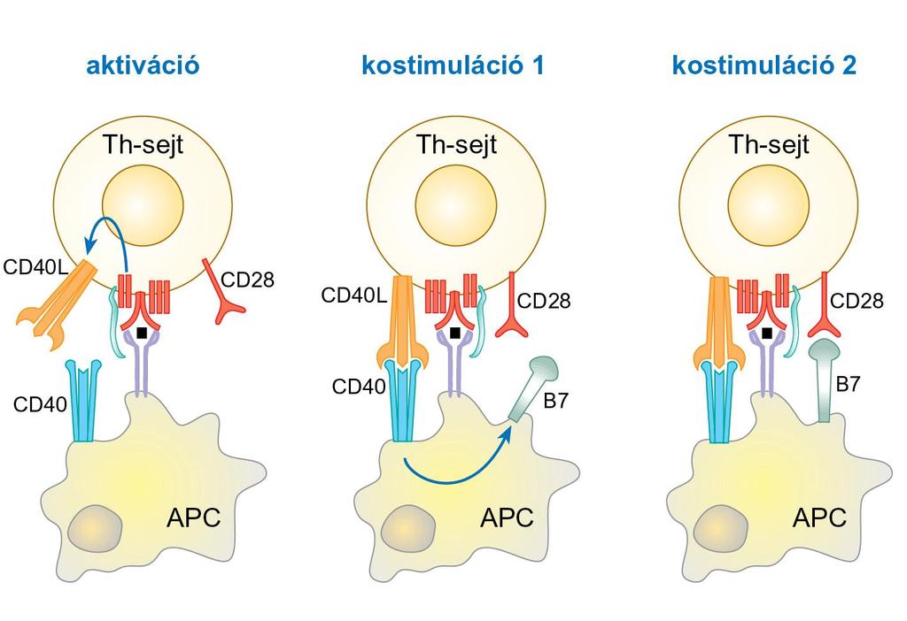 A kostimuláló molekulák együttműködése. A hivatásos APC-k konstitutívan fejezik ki a CD40 kostimuláló molekulát.