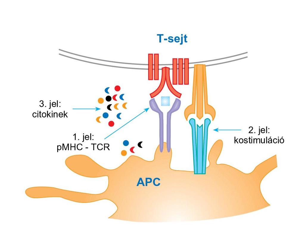 Az adaptív immunválasz sejtjeinek aktiválódását több jel együttes hatása váltja ki 1. A T-limfocita aktiválásához szükséges első jelet a specifikus peptid-mhc komplex TCRhoz való kötődése váltja ki.