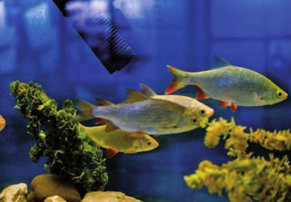 Akvárium / Aquarium SZÁNTÓDPUSZTÁRA NEM CSUPÁN A HAGYOMÁNY - ŐRZŐ KÖRNYEZET MIATT ÉRDEMES ELLÁTOGATNI. ITT TALÁHATÓ A BALATONI HALFAJOKAT EGYEDÜLÁLLÓ RÉSZLETESSÉGGEL BEMUTATÓ AKVÁRIUM IS.