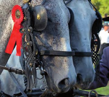 Magyarnak teremt az isten lovat, nyerget Lovassport / Reiten / Horse riding