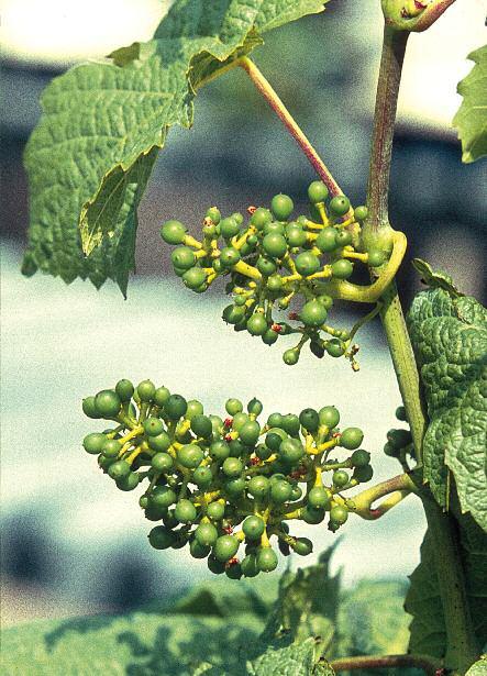 Mikroelemek hiányát szőlőben gyakran talajtani (ph-érték) vagy meteorológiai tényezők okozzák.