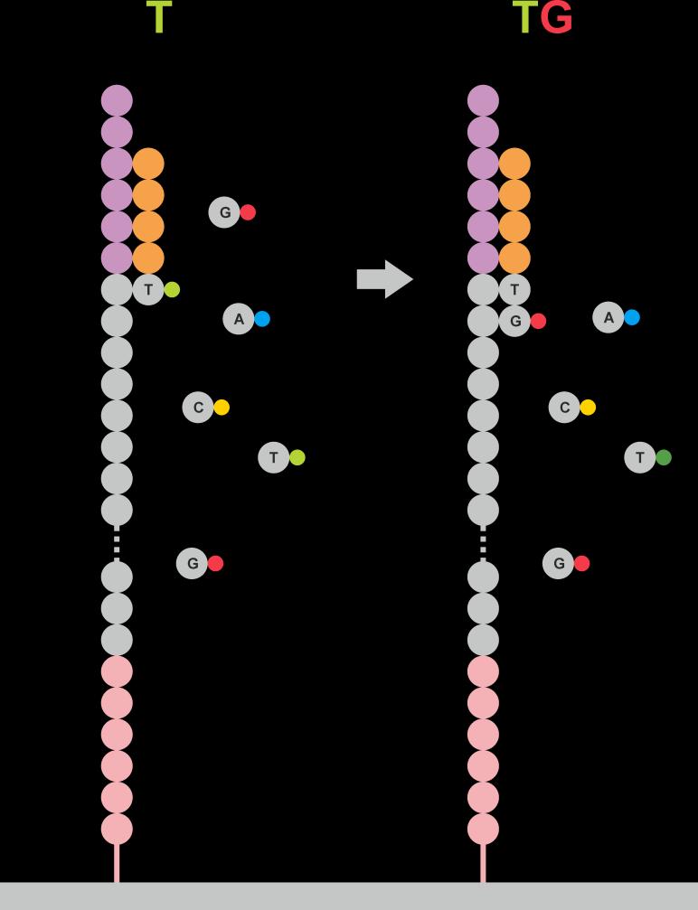 SZEKVENÁLÁSI TECHNIKÁK NGS: next-generation sequencing 1. DNS felszaporítása (PCR), darabokra ( short read ) tördelése 2. Egyszálú short readek rögzítése a cellán primerekkel 3.