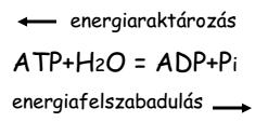 14 Foszforilációs (foszfát-) potenciál Főként az ATP szintézis leírására használatos: Reakció szabadentalpiája: ΔG r = ΔG o + RTln Γ ΔG r = ΔG o ADP P i + 2.